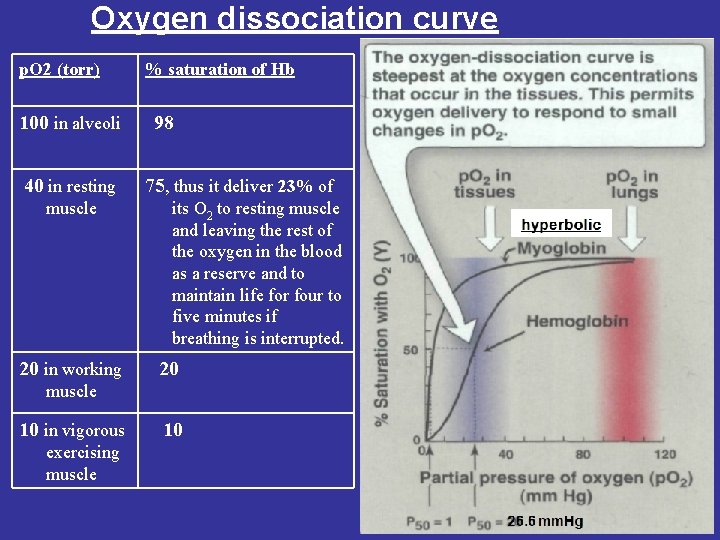 Oxygen dissociation curve p. O 2 (torr) 100 in alveoli 40 in resting muscle