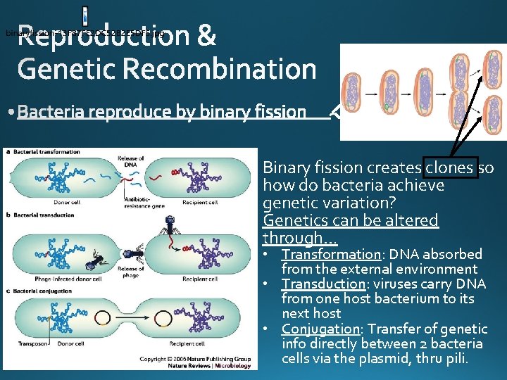 Binary fission creates clones so how do bacteria achieve genetic variation? Genetics can be