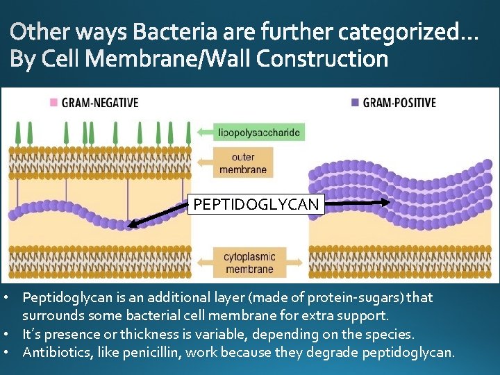 V PEPTIDOGLYCAN • Peptidoglycan is an additional layer (made of protein-sugars) that surrounds some