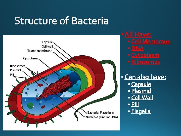  • All Have: • Cell Membrane • DNA • Cytoplasm • Ribosomes 