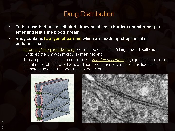 Drug Distribution • • To be absorbed and distributed, drugs must cross barriers (membranes)