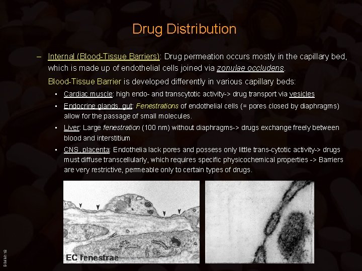 Drug Distribution – Internal (Blood-Tissue Barriers): Drug permeation occurs mostly in the capillary bed,