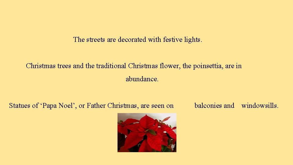 The streets are decorated with festive lights. Christmas trees and the traditional Christmas flower,