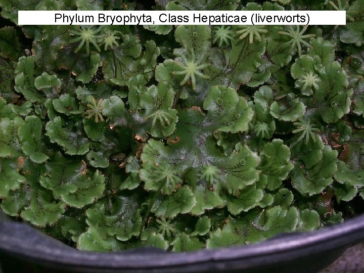 Phylum Bryophyta, Class Hepaticae (liverworts) 