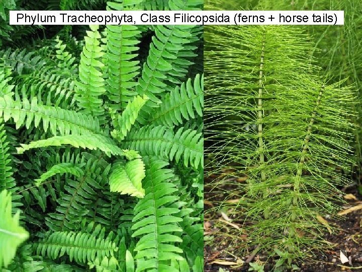 Phylum Tracheophyta, Class Filicopsida (ferns + horse tails) Phylum Tracheophyta, Class Filicopsida (ferns + horse tails)