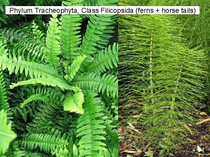 Phylum Tracheophyta, Class Filicopsida (ferns + horse tails) 