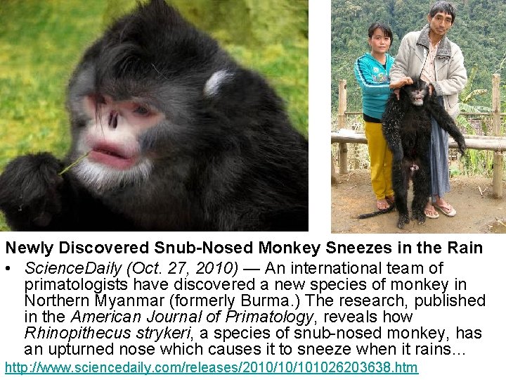 Newly Discovered Snub-Nosed Monkey Sneezes in the Rain • Science. Daily (Oct. 27, 2010)