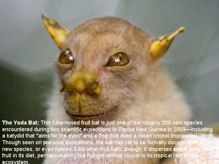 The Yoda Bat: This tube-nosed fruit bat is just one of the roughly 200 The Yoda Bat: This tube-nosed fruit bat is just one of the roughly 200