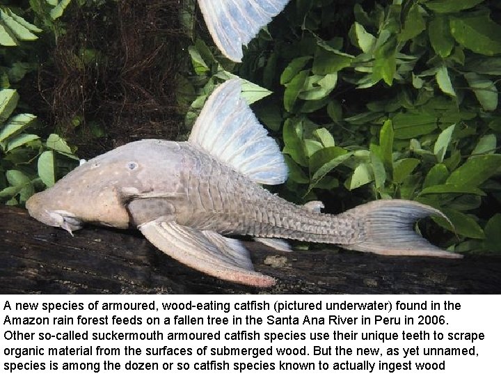 A new species of armoured, wood-eating catfish (pictured underwater) found in the Amazon rain