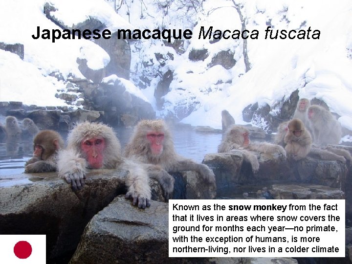 Japanese macaque Macaca fuscata Known as the snow monkey from the fact that it