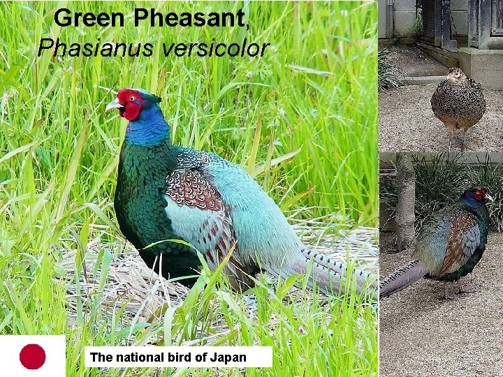 Green Pheasant, Phasianus versicolor The national bird of Japan 