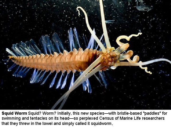 Squid Worm Squid? Worm? Initially, this new species—with bristle-based "paddles" for swimming and tentacles Squid Worm Squid? Worm? Initially, this new species—with bristle-based "paddles" for swimming and tentacles