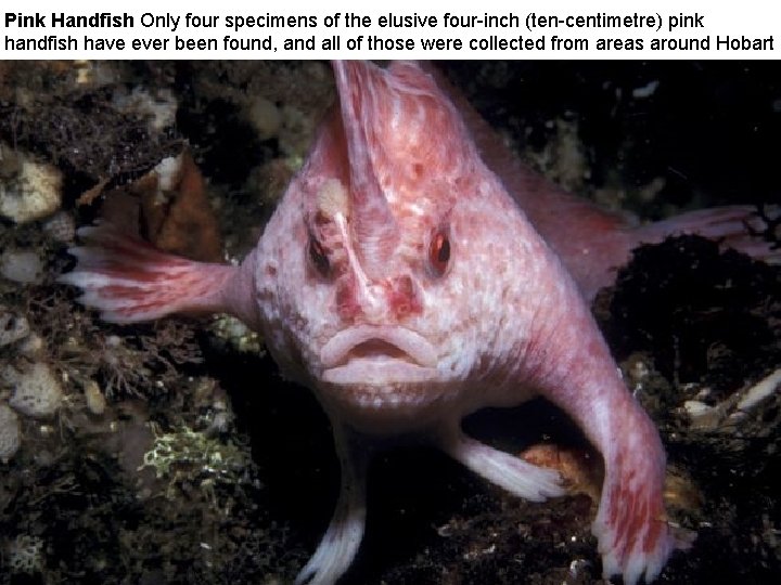 Pink Handfish Only four specimens of the elusive four-inch (ten-centimetre) pink handfish have ever Pink Handfish Only four specimens of the elusive four-inch (ten-centimetre) pink handfish have ever