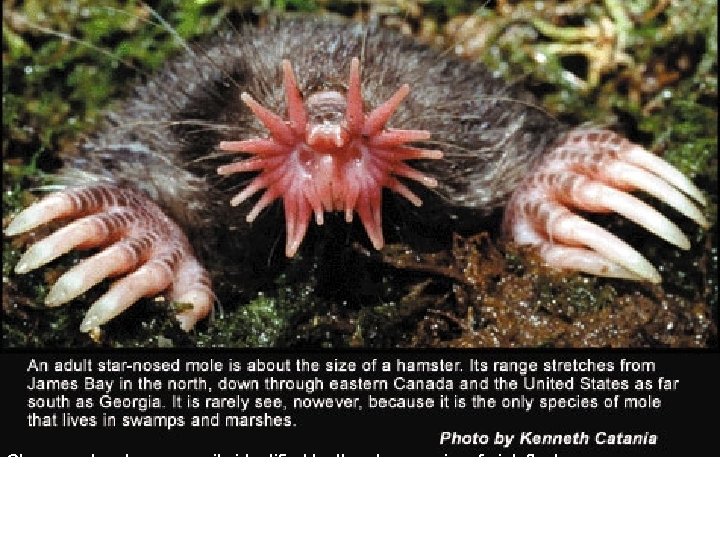 Star-nosed moles are easily identified by the eleven pairs of pink fleshy appendages ringing Star-nosed moles are easily identified by the eleven pairs of pink fleshy appendages ringing
