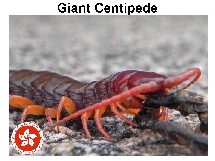 Giant Centipede 
