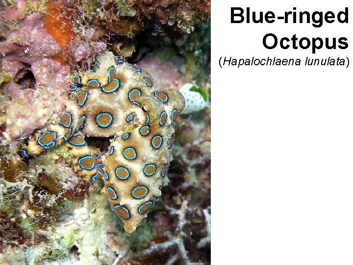 Blue-ringed Octopus (Hapalochlaena lunulata) Blue-ringed Octopus (Hapalochlaena lunulata)