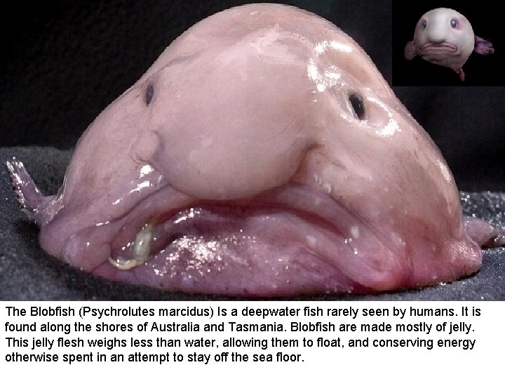 The Blobfish (Psychrolutes marcidus) Is a deepwater fish rarely seen by humans. It is