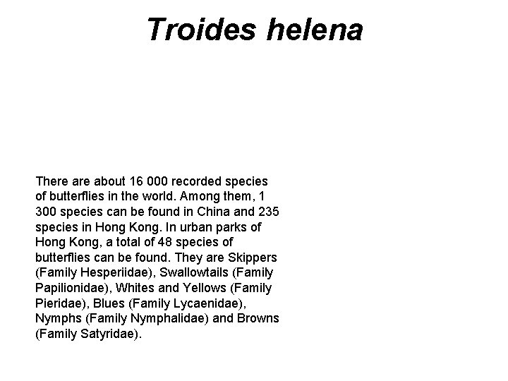 Troides helena There about 16 000 recorded species of butterflies in the world. Among