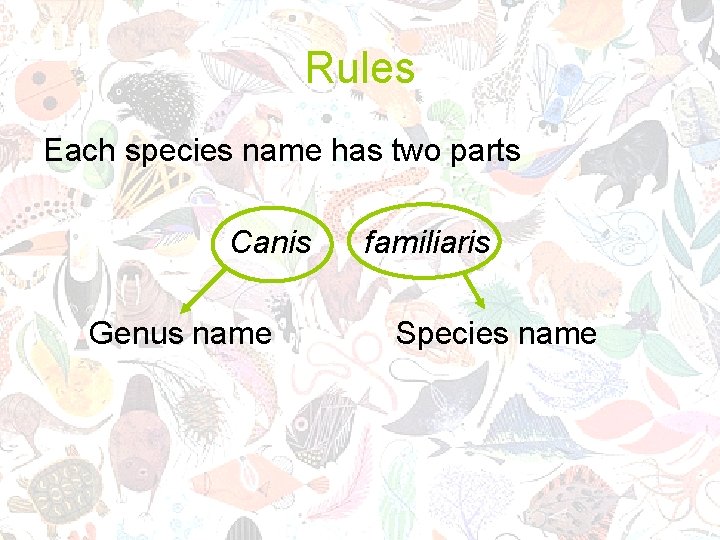 Rules Each species name has two parts Canis Genus name familiaris Species name 