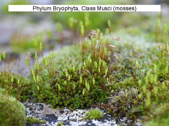 Phylum Bryophyta, Class Musci (mosses) Phylum Bryophyta, Class Musci (mosses)