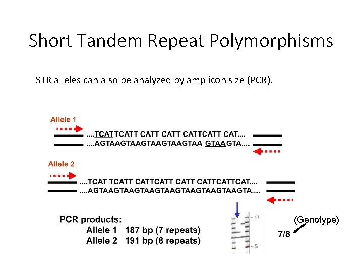 Short Tandem Repeat Polymorphisms STR alleles can also be analyzed by amplicon size (PCR).