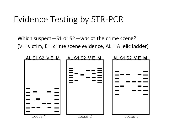 Evidence Testing by STR-PCR Which suspect—S 1 or S 2—was at the crime scene?