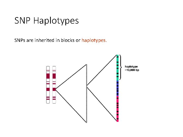 SNP Haplotypes SNPs are inherited in blocks or haplotypes. 
