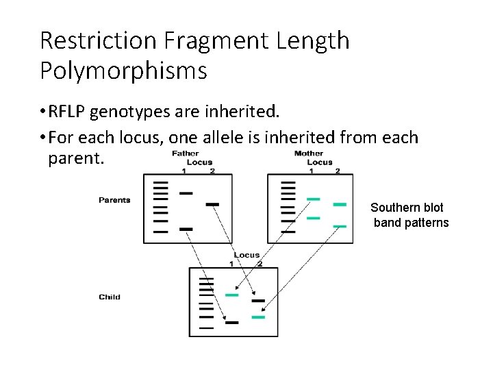 Restriction Fragment Length Polymorphisms • RFLP genotypes are inherited. • For each locus, one