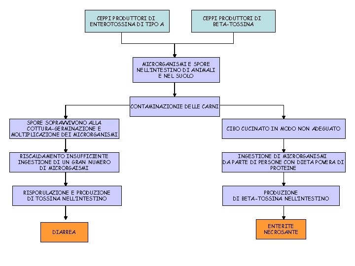 CEPPI PRODUTTORI DI ENTEROTOSSINA DI TIPO A CEPPI PRODUTTORI DI BETA-TOSSINA MICRORGANISMI E SPORE