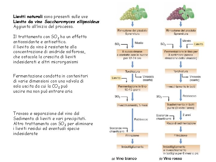 Lieviti naturali sono presenti sulle uve Lievito da vino Saccharomyces ellipsoideus Aggiunto all’inizio del