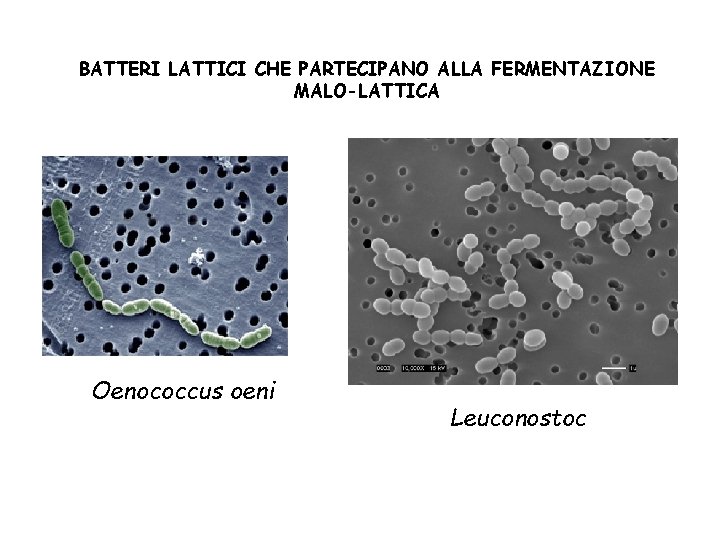 BATTERI LATTICI CHE PARTECIPANO ALLA FERMENTAZIONE MALO-LATTICA Oenococcus oeni Leuconostoc 