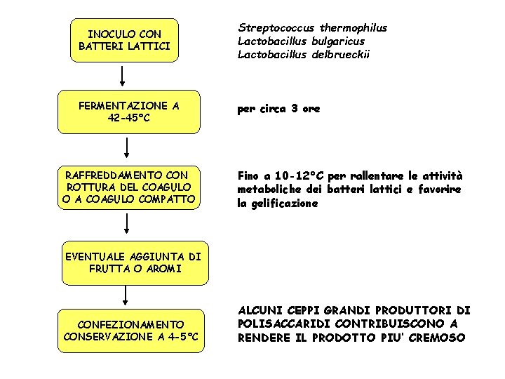 INOCULO CON BATTERI LATTICI Streptococcus thermophilus Lactobacillus bulgaricus Lactobacillus delbrueckii FERMENTAZIONE A 42 -45°C