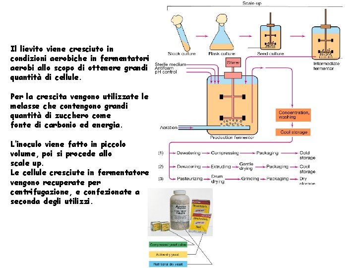 Il lievito viene cresciuto in condizioni aerobiche in fermentatori aerobi allo scopo di ottenere