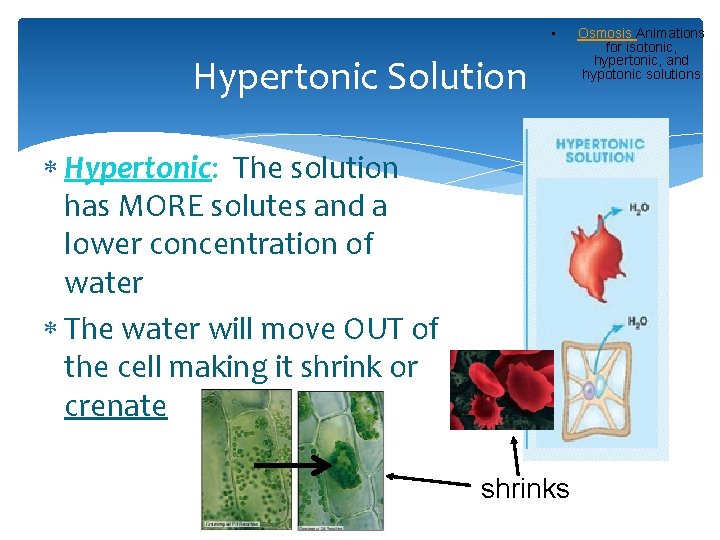  • Hypertonic Solution Hypertonic: The solution has MORE solutes and a lower concentration