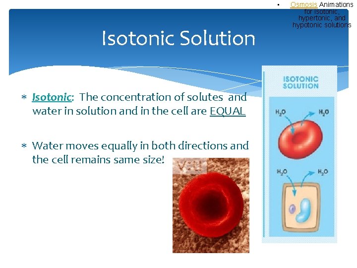  • Isotonic Solution Isotonic: The concentration of solutes and water in solution and