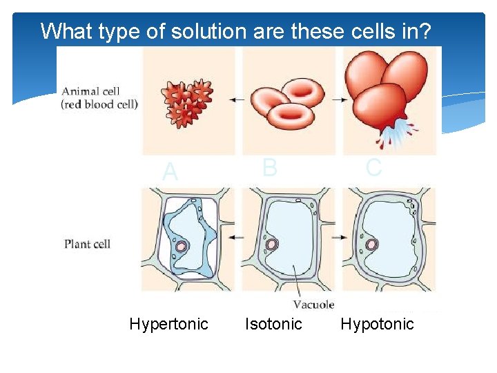 What type of solution are these cells in? A B C Hypertonic Isotonic Hypotonic