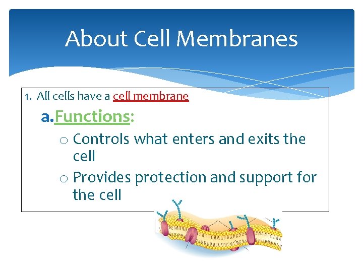About Cell Membranes 1. All cells have a cell membrane a. Functions: o Controls