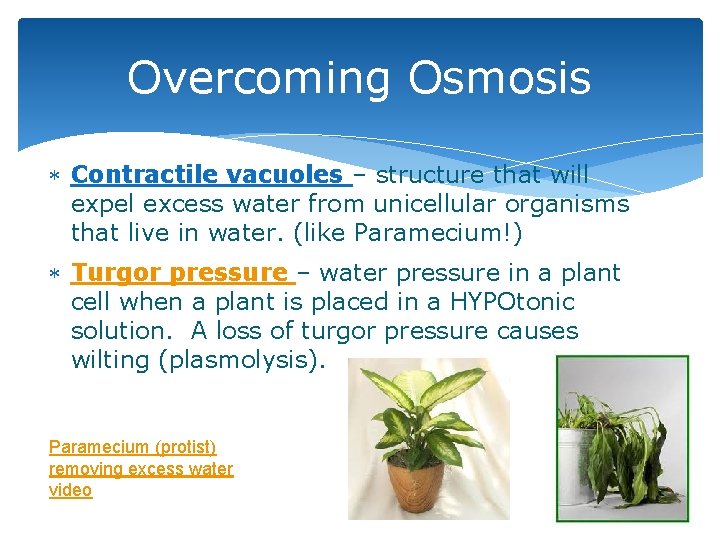 Overcoming Osmosis Contractile vacuoles – structure that will expel excess water from unicellular organisms