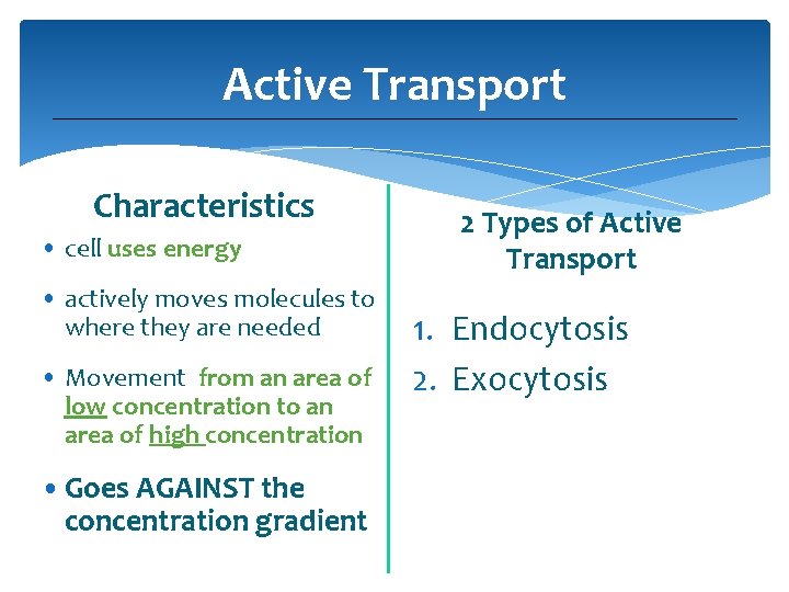 Active Transport Characteristics • cell uses energy • actively moves molecules to where they