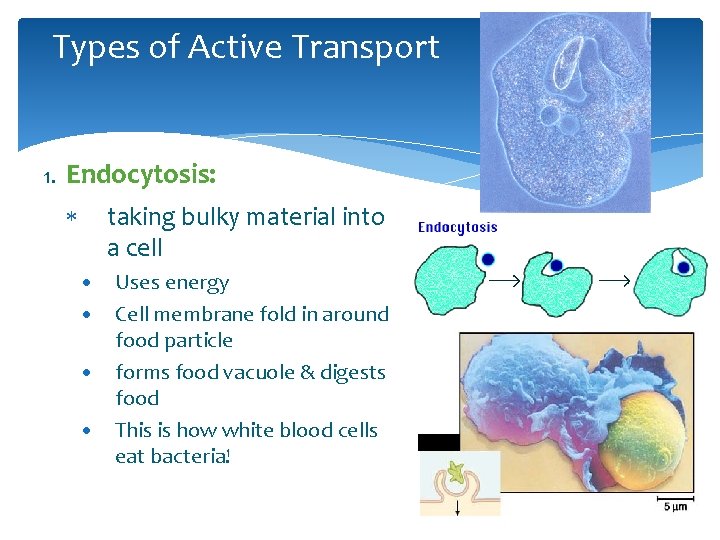 Types of Active Transport 1. Endocytosis: taking bulky material into a cell • Uses