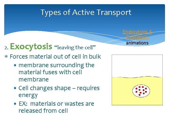 Types of Active Transport 2. Exocytosis “leaving the cell” Forces material out of cell