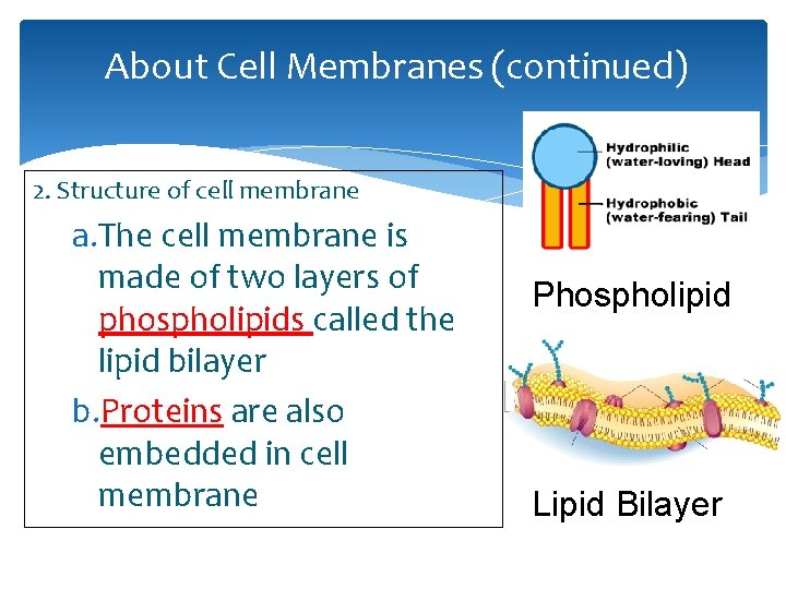 About Cell Membranes (continued) 2. Structure of cell membrane a. The cell membrane is