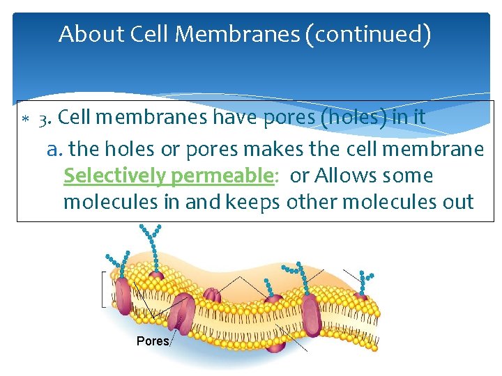About Cell Membranes (continued) 3. Cell membranes have pores (holes) in it a. the