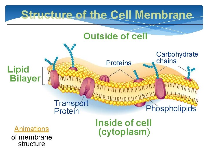 Structure of the Cell Membrane Outside of cell Proteins Lipid Bilayer Transport Protein Animations