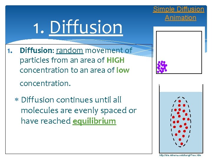 1. Diffusion Simple Diffusion Animation 1. Diffusion: random movement of particles from an area