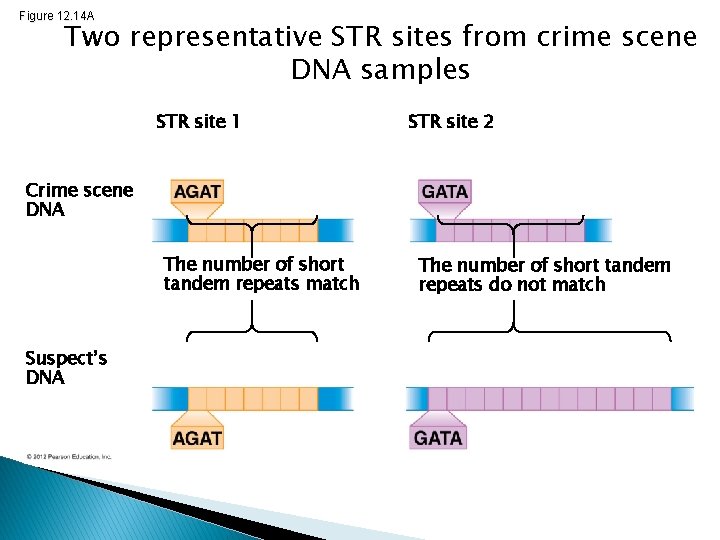 Figure 12. 14 A Two representative STR sites from crime scene DNA samples STR