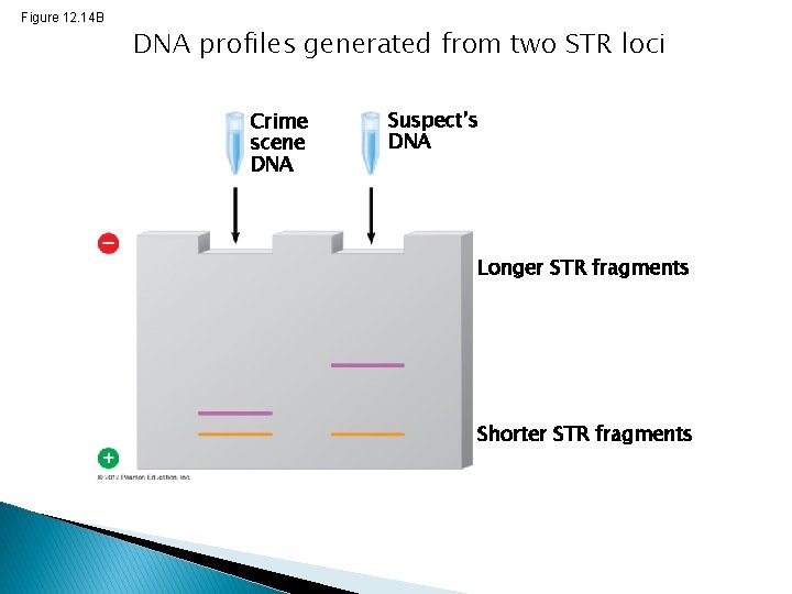 Figure 12. 14 B DNA profiles generated from two STR loci Crime scene DNA