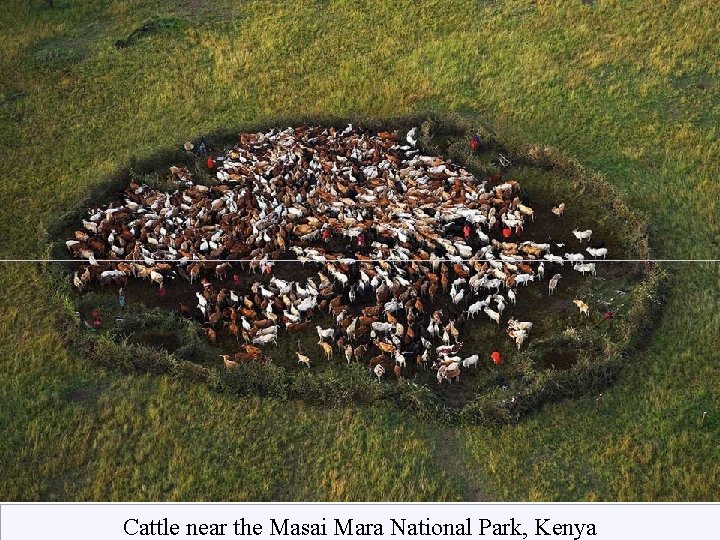 Cattle near the Masai Mara National Park, Kenya 