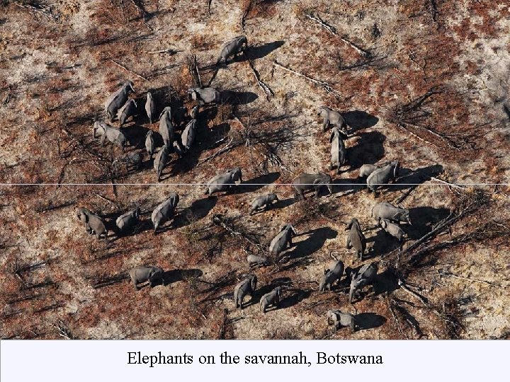 Elephants on the savannah, Botswana 