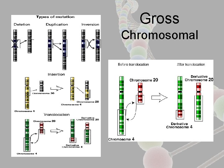 Gross Chromosomal 